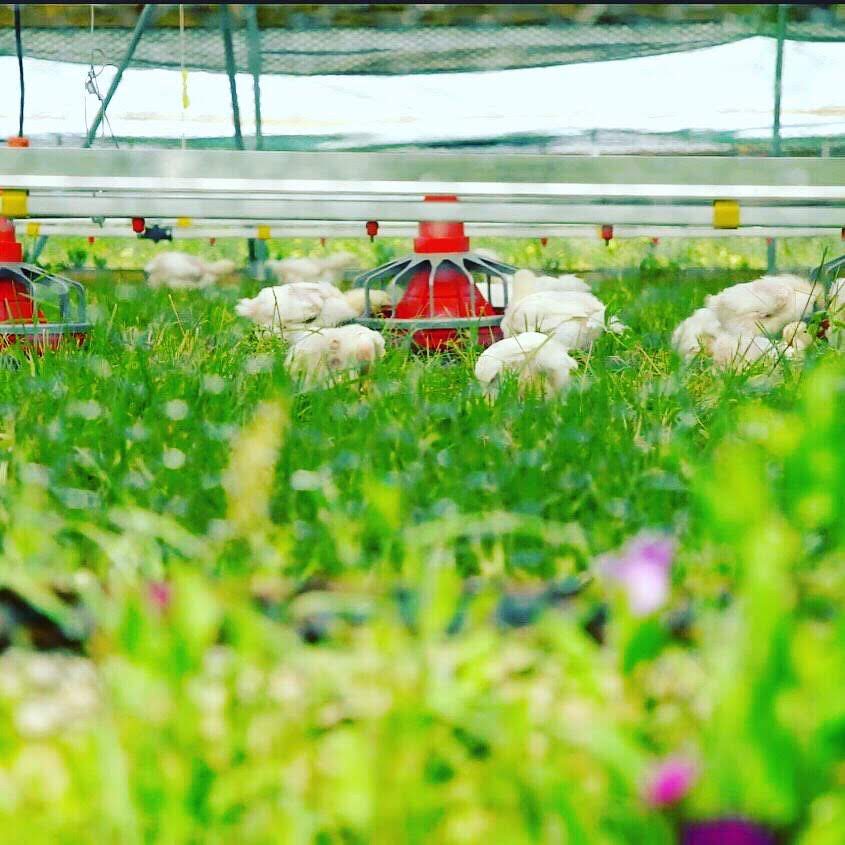 Field Trip to Greener Pastures Chicken