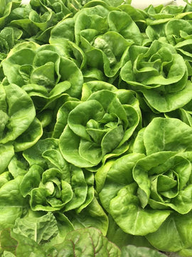 A Guide to Living Lettuce: How to Keep It Fresh & Delicious