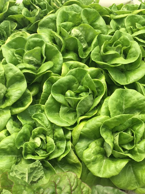 A Guide to Living Lettuce: How to Keep It Fresh & Delicious