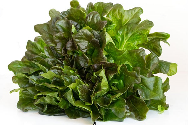 Infinite Harvest - Head of Lettuce - Red Oak